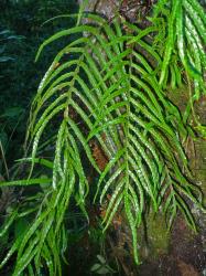 Lecanopteris novae-zealandiae. Pinnatifid fertile fronds growing on a tree trunk.
 Image: L.R. Perrie © Leon Perrie CC BY-NC 3.0 NZ